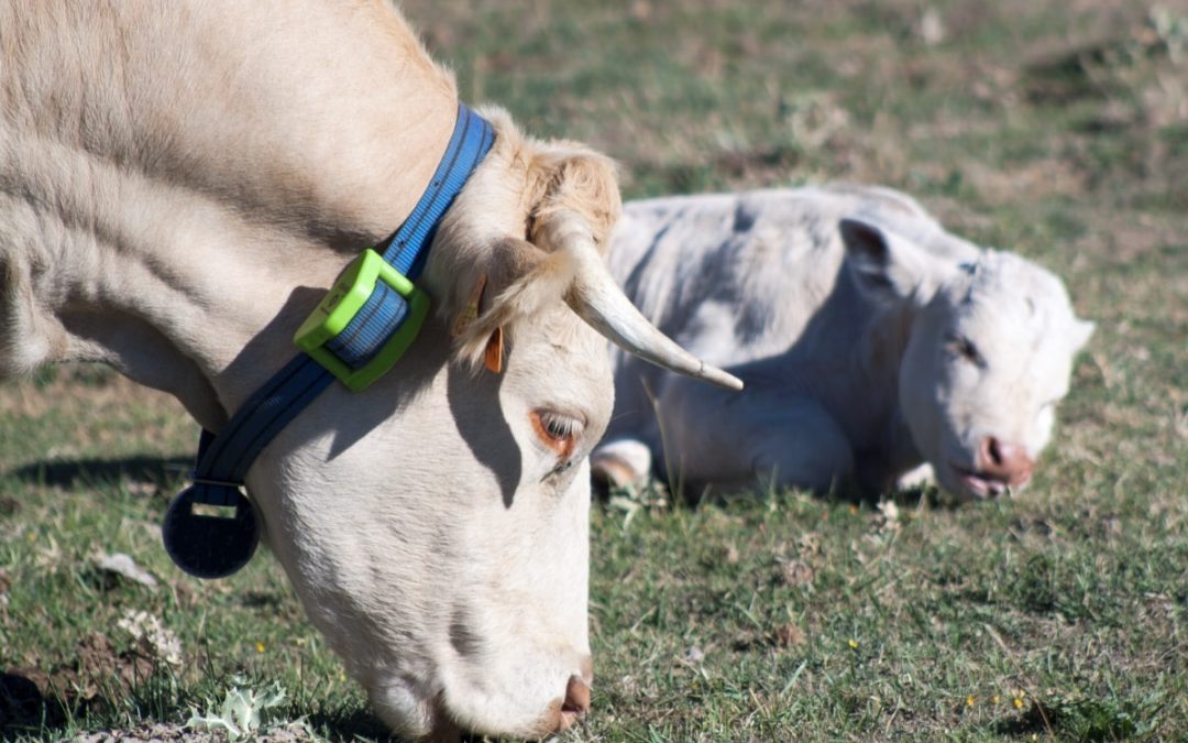Localizador GPS para ganado – Localizador GPS para animales