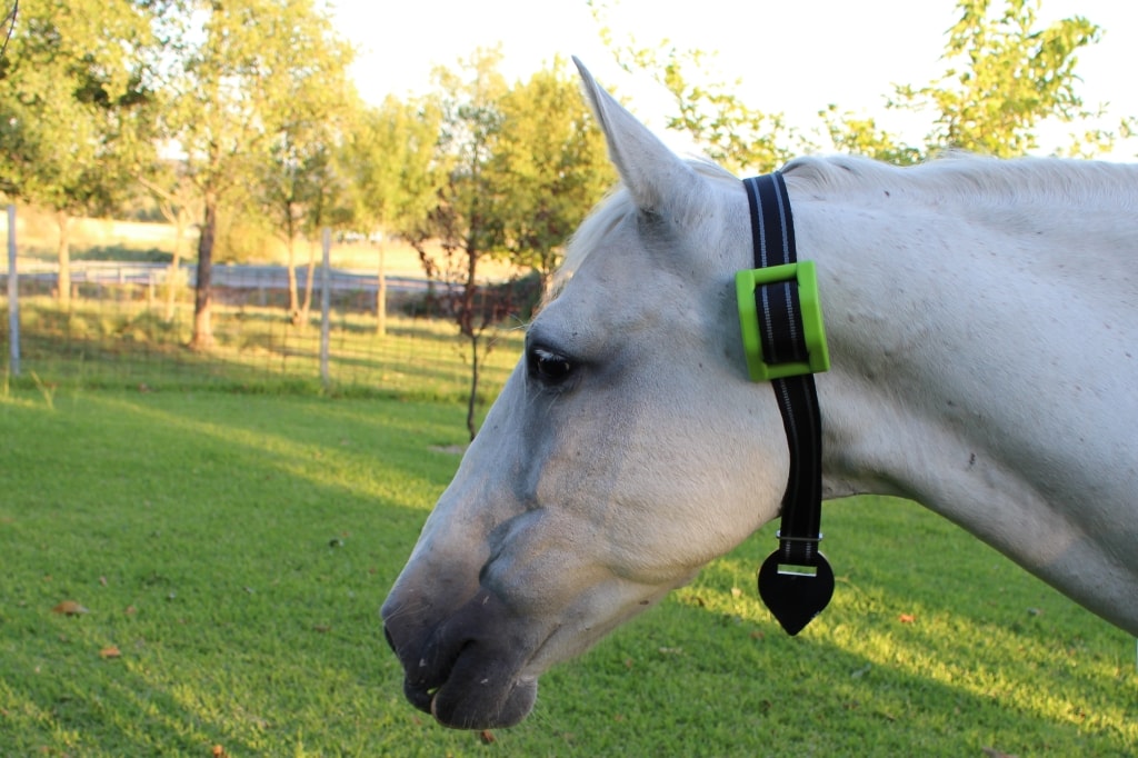 Horses GPS horse tracker Tracking and monitoring livestock