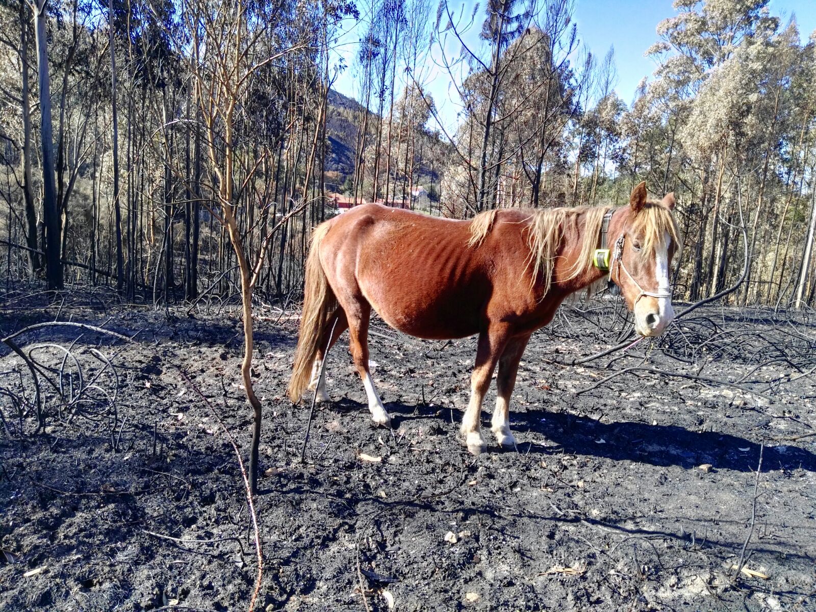 Incendios forestales, ganado extensivo y Digitanimal