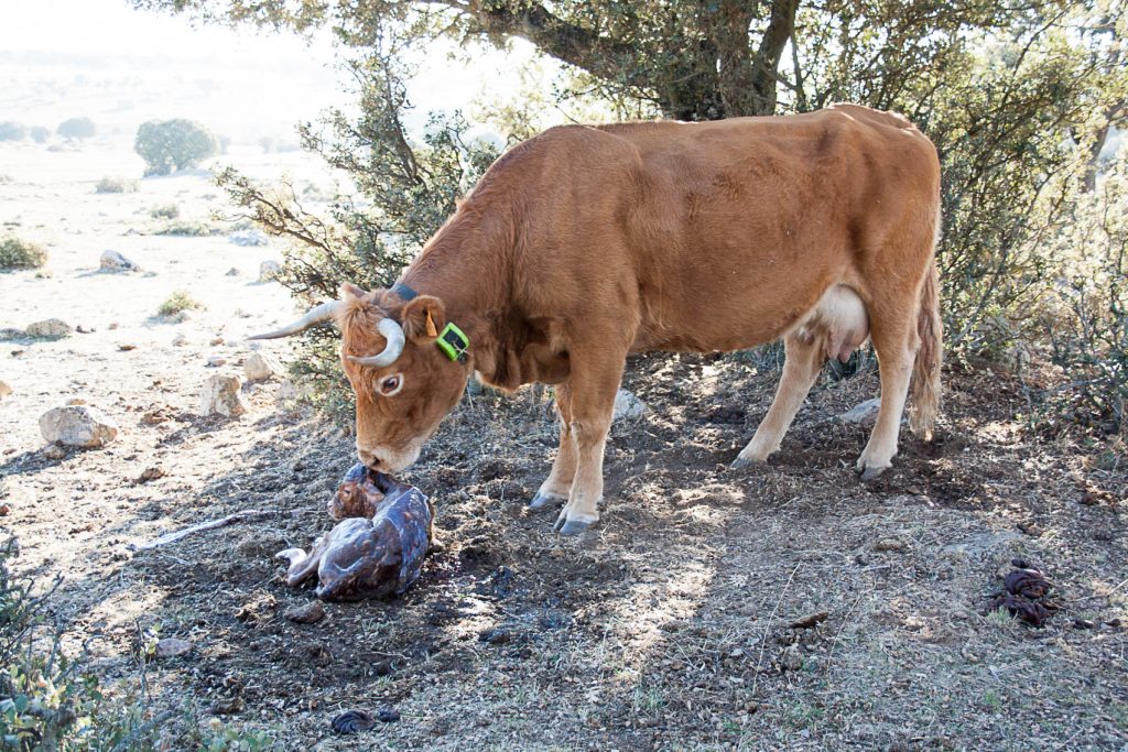 Vaca Limousin recién parida con su ternero.