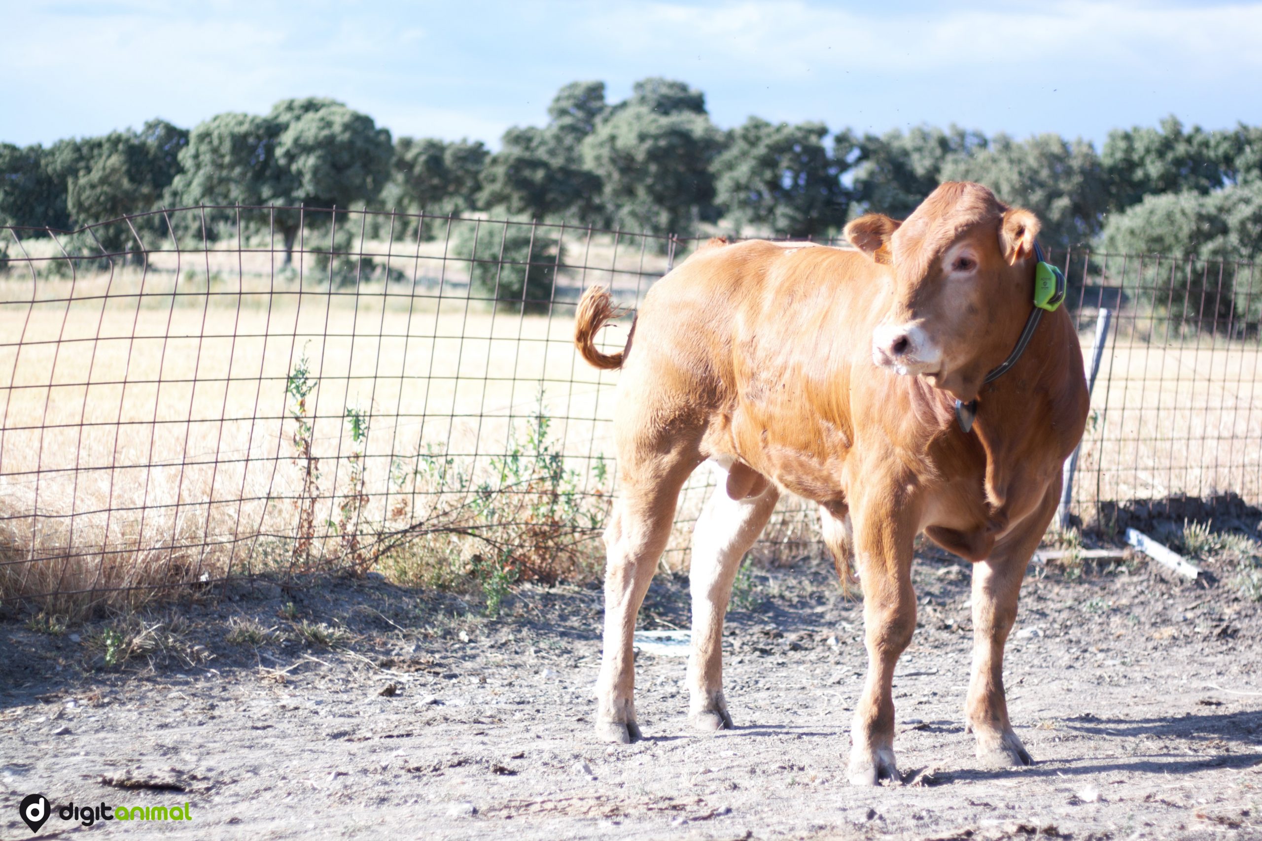 La historia de Mario
