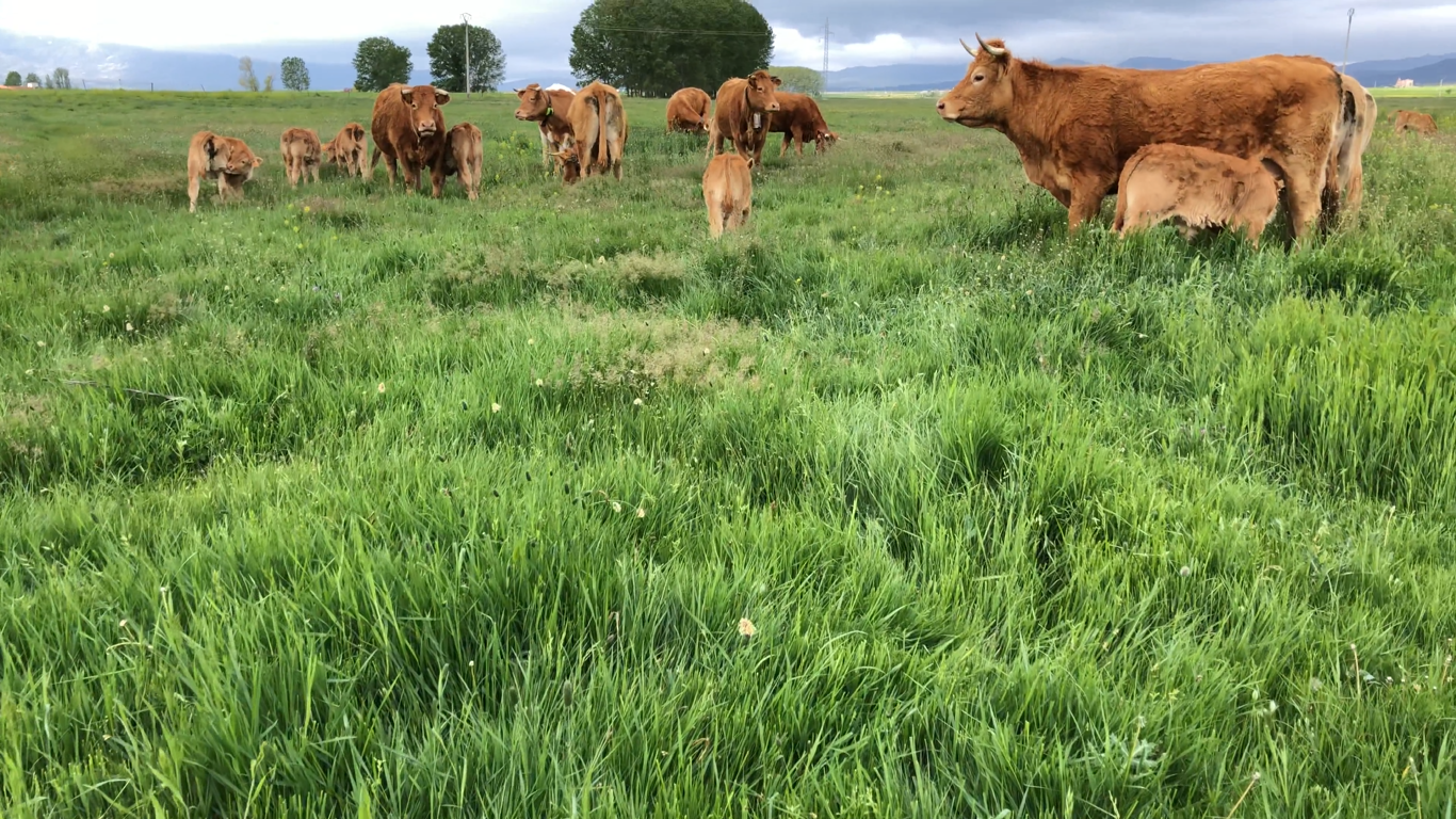 Pastoreo, ganadería extensiva e innovación, para alimentar a la población del futuro