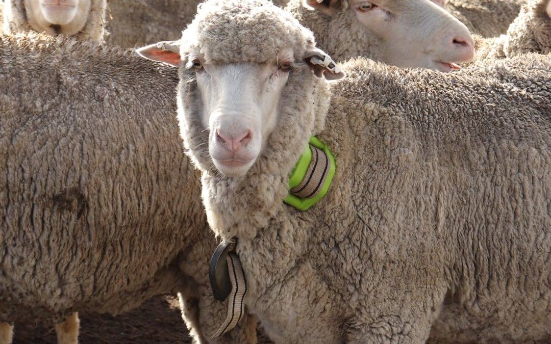 Reducir la mortalidad de ovejas Australianas con GPS