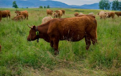 Digitanimal ayuda en la investigación sobre ganado en extensivo y prevención de incendios