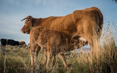¿Cómo se mide el Bienestar animal?