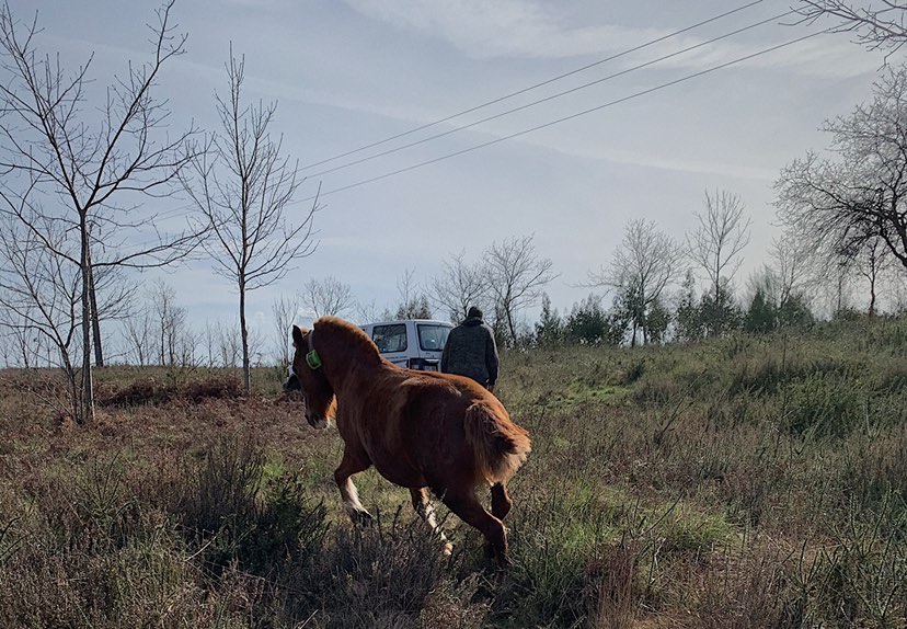 El misterio de los caballos mutilados en Francia y el papel de los Collares GPS de digitanimal