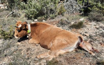 Una vaca sobrevive a un ataque de buitres en Morella gracias al GPS de digitanimal