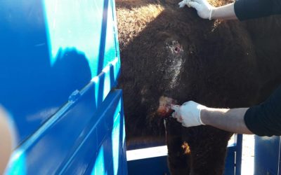 Nuestros GPS ayudan a salvar la vida de una vaca en Bosnia y Herzegovina