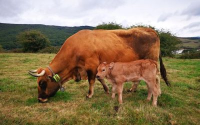 Ayudando a un ganadero en el parto de una vaca que tenía torsión de matriz