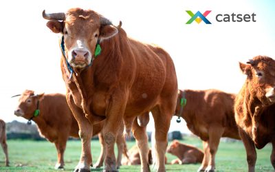 CATSET, el proyecto en el que participa digitanimal para desarrollar nuevas soluciones en monitorización de animales