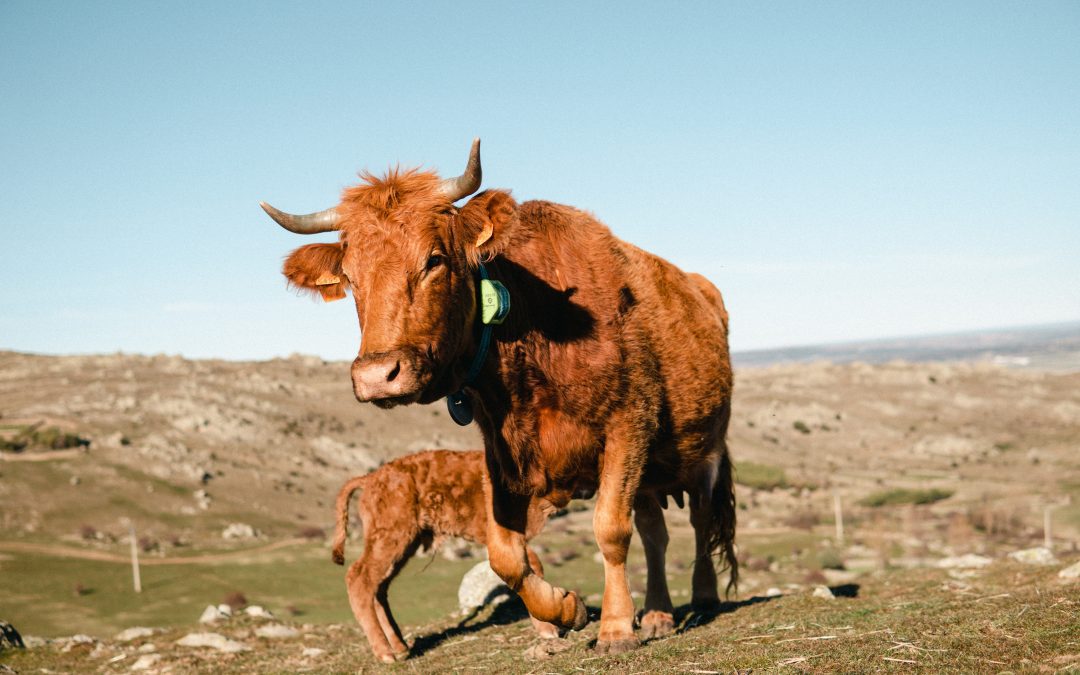 Comprueba si eres un experto en ganado vacuno