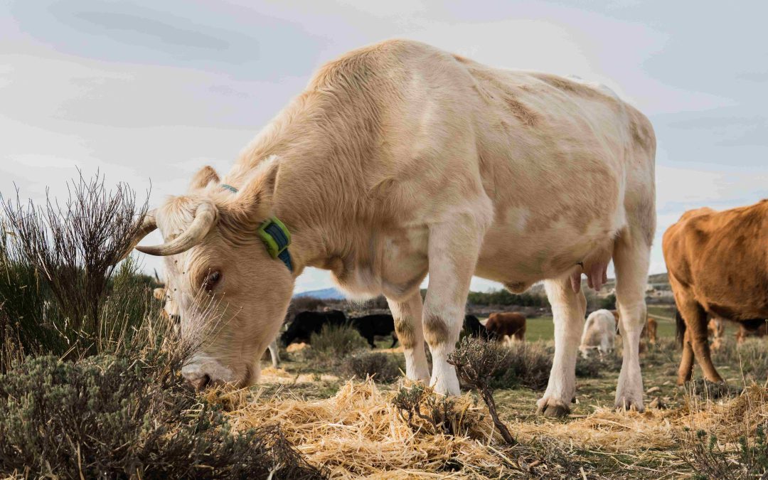 Consejos para usar tus collares GPS para ganado