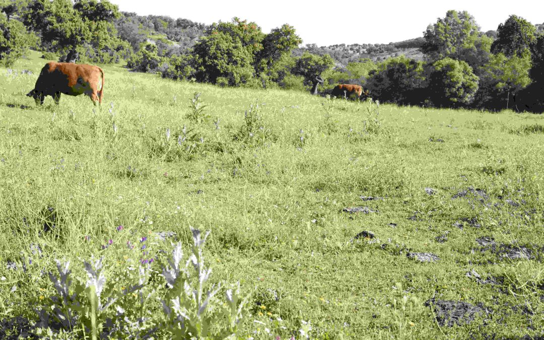 Día de la Tierra, la importancia de la ganadería extensiva para un desarrollo sostenible