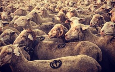 De Córdoba a China, la lana certificada con tecnología blockchain