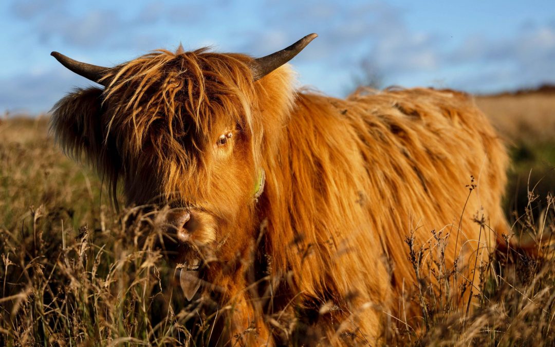 Las razas de vacas más peculiares del mundo