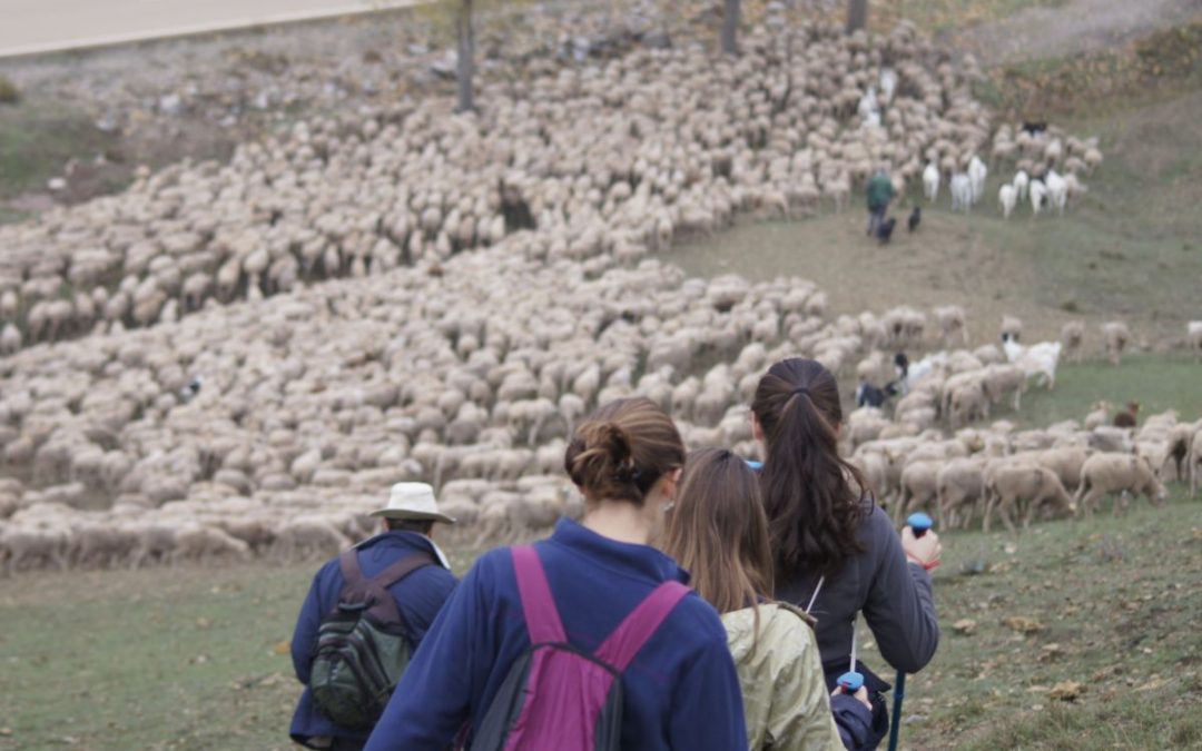 De la facultad al campo, estudiantes de veterinaria se convierten por un tiempo en pastores trashumantes.