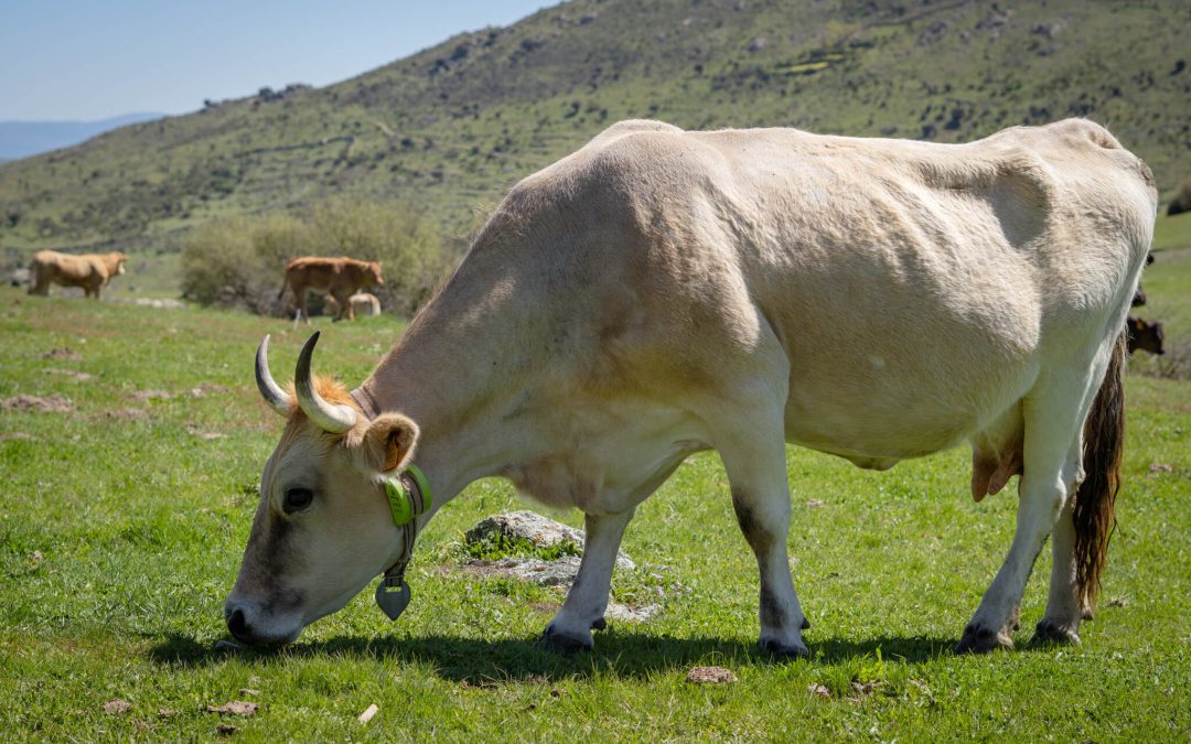 Digitanimal, la única empresa seleccionada como referente en IoT dentro del programa de innovación financiado por el MAPA