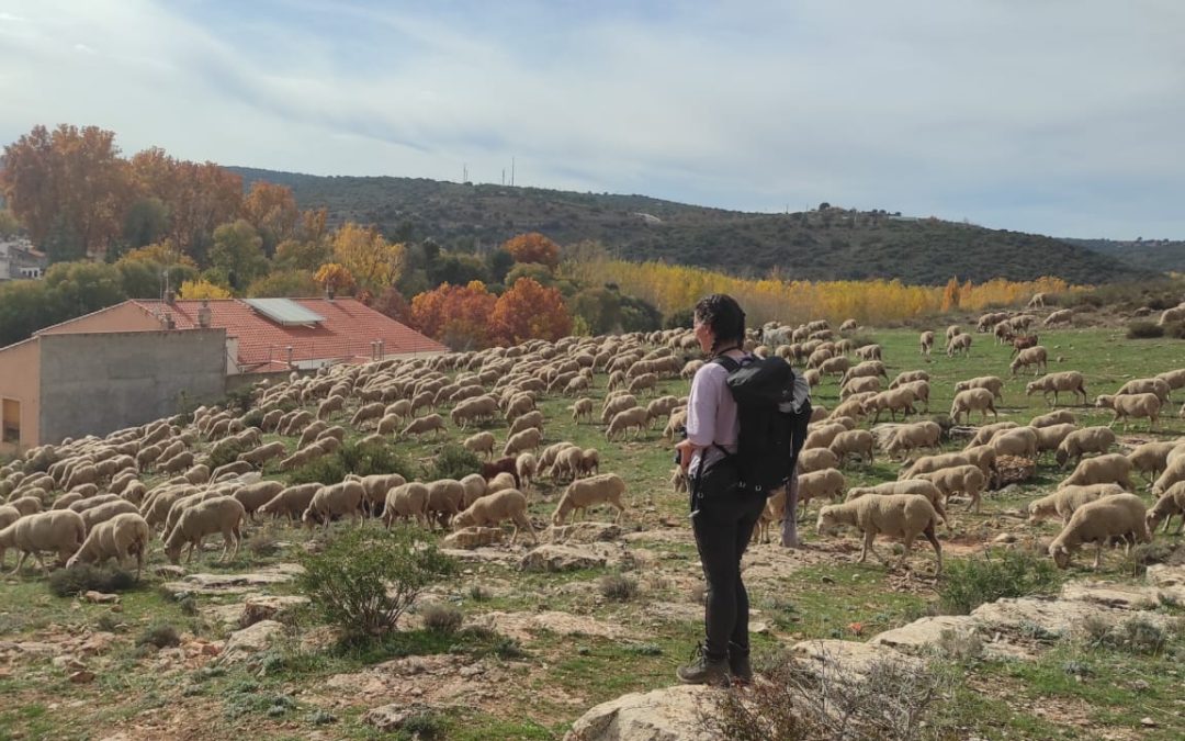 Trashumancia como Erasmus: Estudiantes de veterinaria se convierten en pastores por unas semanas.