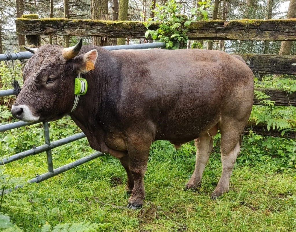 collares GPS para vacas