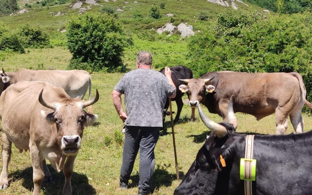 «Evité la pérdida de un semental gracias a las alertas del collar GPS»