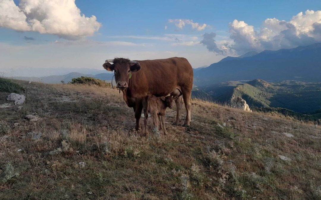 Davide Grossi, ganadero Italiano, nos cuenta su experiencia con los collares GPS de digitanimal