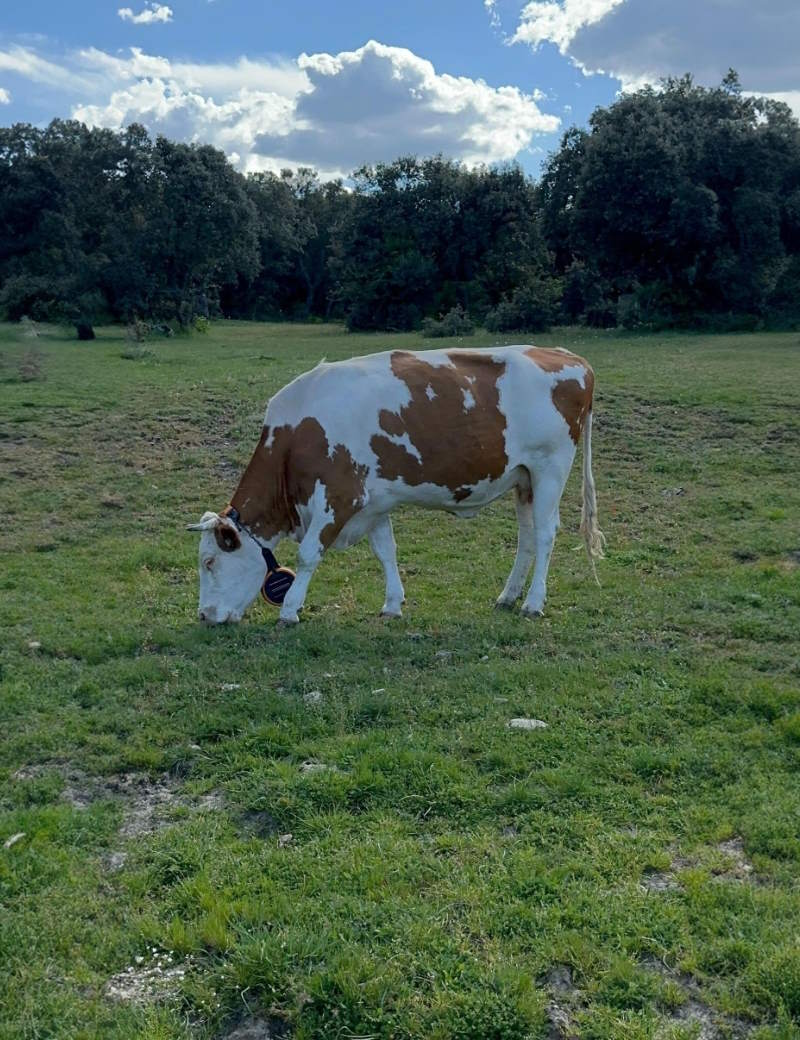 vallado virtual digitanimal