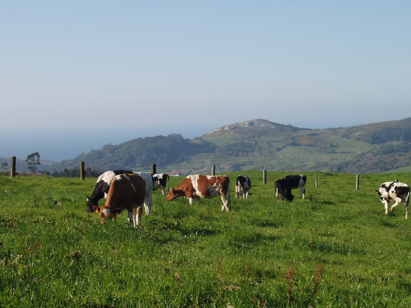 GO Pasto Digital Digitalización ganadera en Cantabria