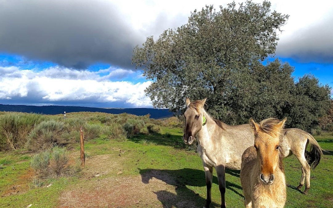 Rewilding Portugal: Restauración de Ecosistemas y reintroducción de especies