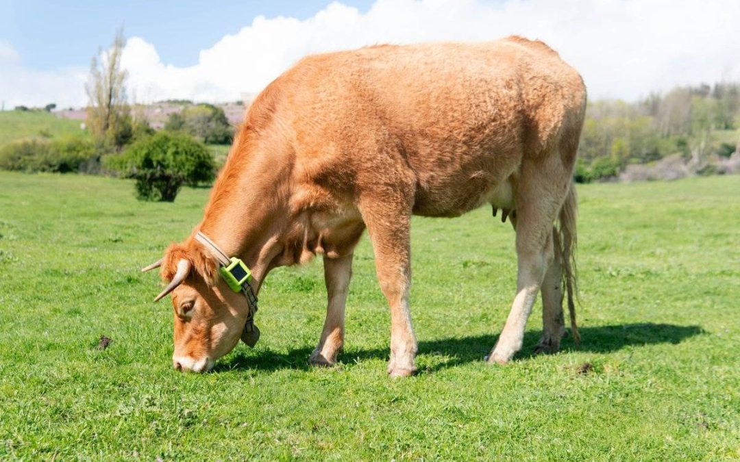 Digitanimal celebra sus 10 años con el lanzamiento de ECO, el nuevo GPS para ganado con batería infinita