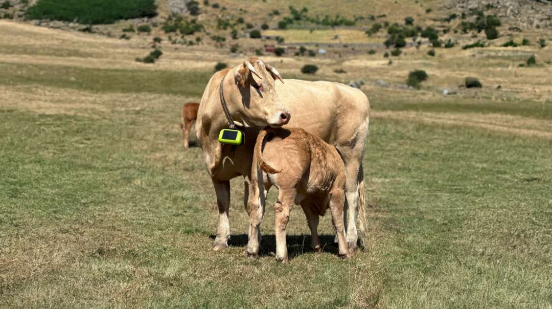 Digitanimal presenta el nuevo GPS satelital para ganado en su 11º aniversario