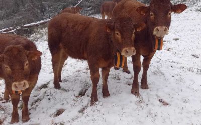 Cómo el vallado virtual simplifica el pastoreo diario