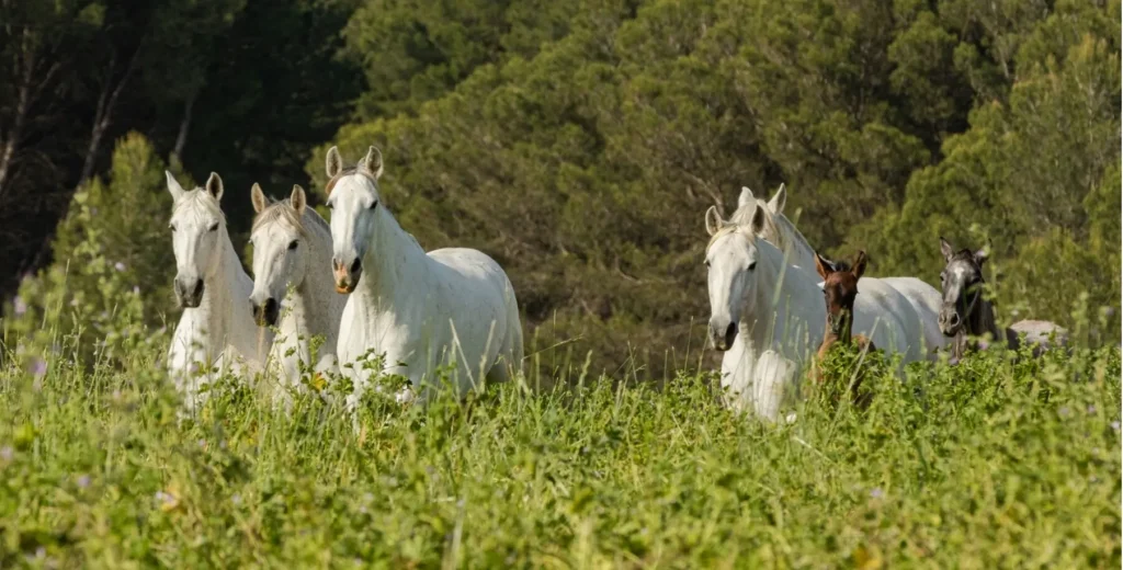 Proyecto Go Horse Data