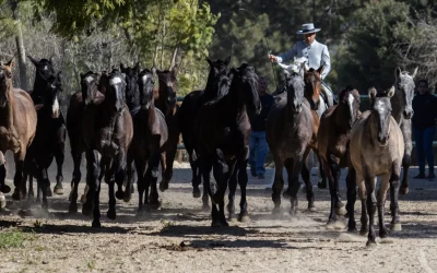 GO HorseData: Tecnología para mejorar la gestión en explotaciones equinas