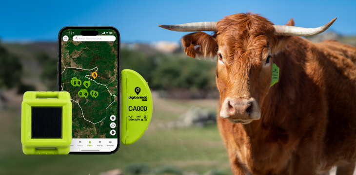 Imagen de una vaca en un fondo de campo, con un collar GPS de localización de digitanimal junto a un móvil con la aplicación para verla colocada en el mapa.