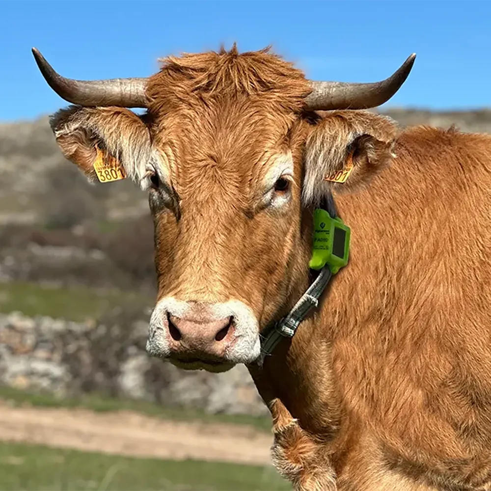 Collar GPS solar Digitanimal ECO para ganado