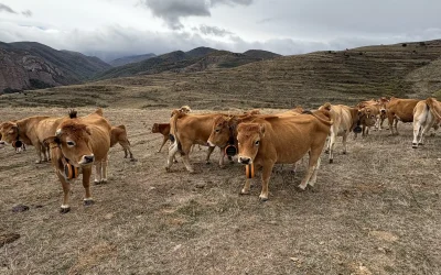 Innovación en la Sierra Riojana: vallado virtual para la gestión sostenible del pastoreo