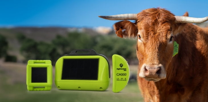 Imagen de una vaca en un fondo de campo, con un collar GPS de localización de digitanimal junto a un móvil con la aplicación para verla colocada en el mapa.