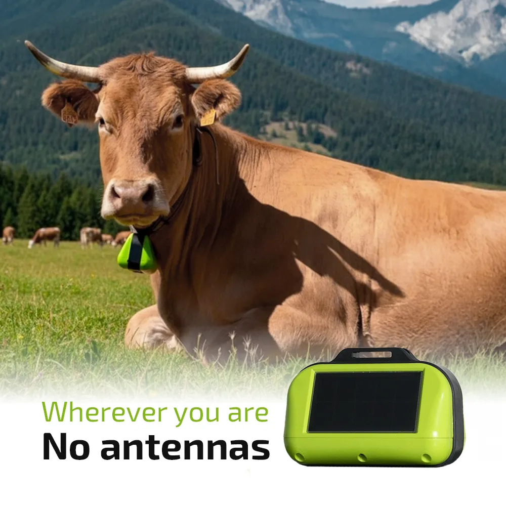 A cow lying in a green mountain pasture wearing a Digitanimal SAT satellite GPS tracking collar bearing the text ‘Wherever you are. No antennas’