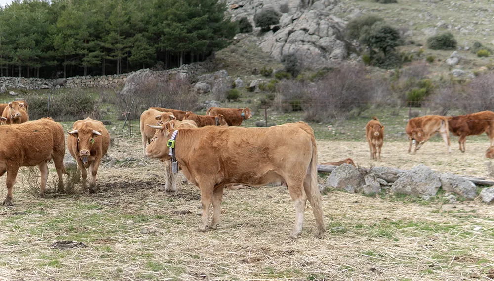 Varias vacas con collares de vallado virtual pastando en la ganadería. La nava de Jadraque.