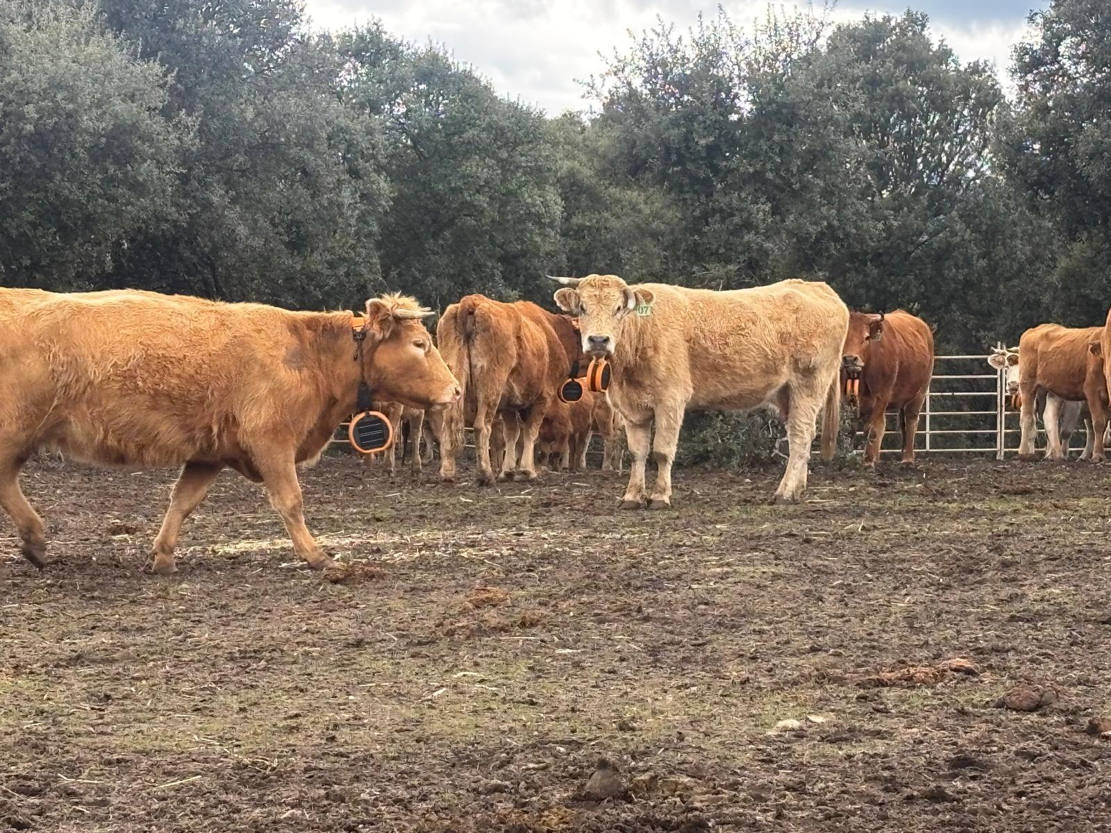 Varias vacas con collares de vallado virtual pastando en la ganadería. La nava de Jadraque.