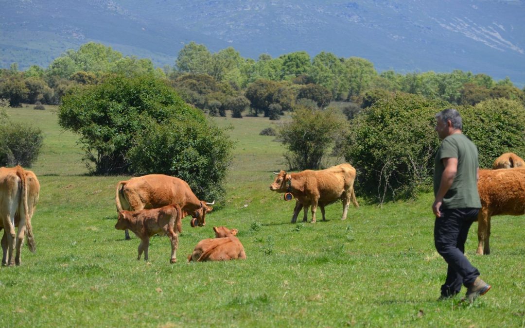 Varias vacas con collares de vallado virtual pastando en la ganadería. La nava de Jadraque.