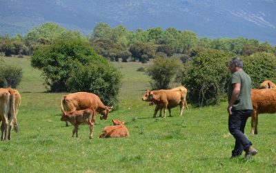 El territorio se cuida antes del fuego: ganadería extensiva, tecnología y paisajes resilientes